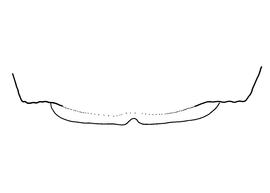   Anthidium rodecki  female, diagram showing the dorsal view of the sixth tergite (T6), diagram from Gonzalez and Griswold 2013 
